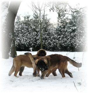 Jeunes leonberger jouant dans la neige