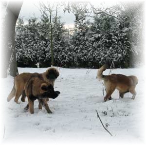 Jeunes leonberger jouant dans la neige