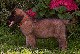 Leonberger, Antonin-Floral des Neiges de Chantelouve