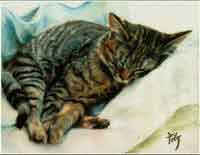 Pastel animalier. Portrait de Camille, le chat endormi 