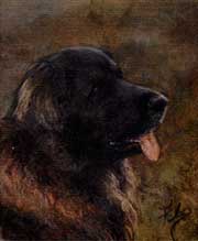 Pastel animalier. Portrait d'un Leonberg 