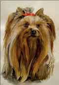 Aquarelle animalire - Portrait de Yorkshire-Terrier