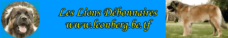 L'levage de Leonberger de Eole chez Nicolas en Belgique