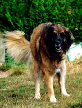 Lucya amputée en juillet 2003