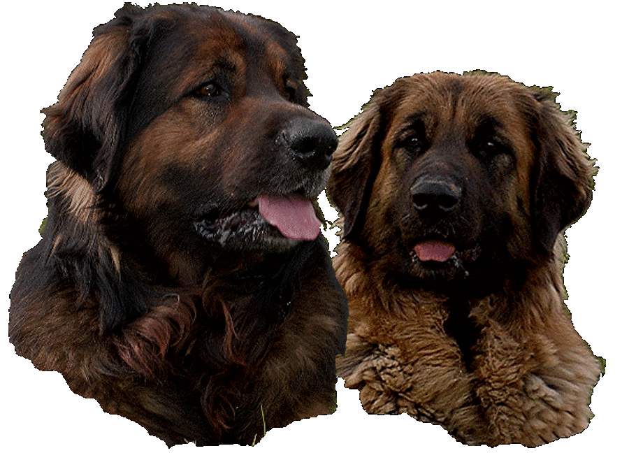 Leonberg, Robin, Champion International de beaut� et, sa fille Uppeline, lice leonberg recommand�e. Chiens de l'�levage de leonberg des Neiges de Chantelouve