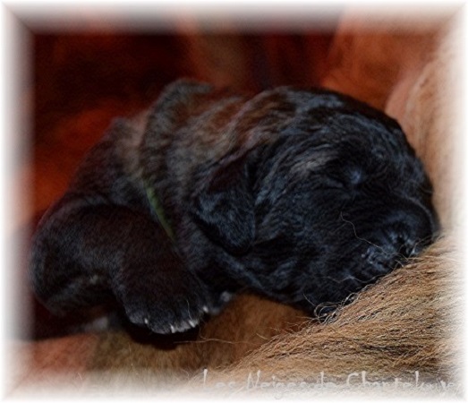 Nos chiots leonberg Agate-Olive