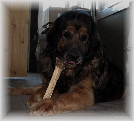 Robin, leonberg des Neiges de Chantelouve