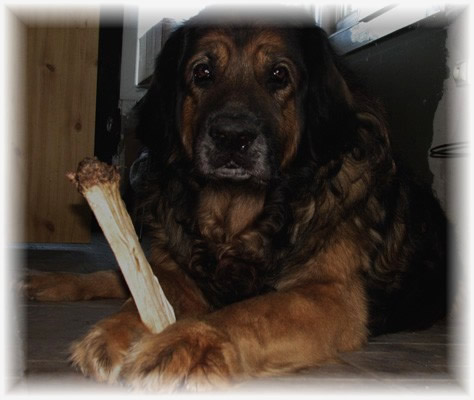 Robin, leonberg des Neiges de Chantelouve