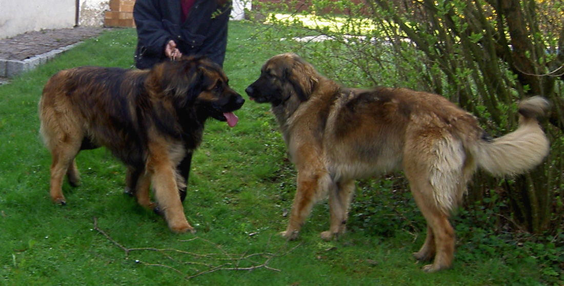 Leonberger des Neiges de Chantelouve