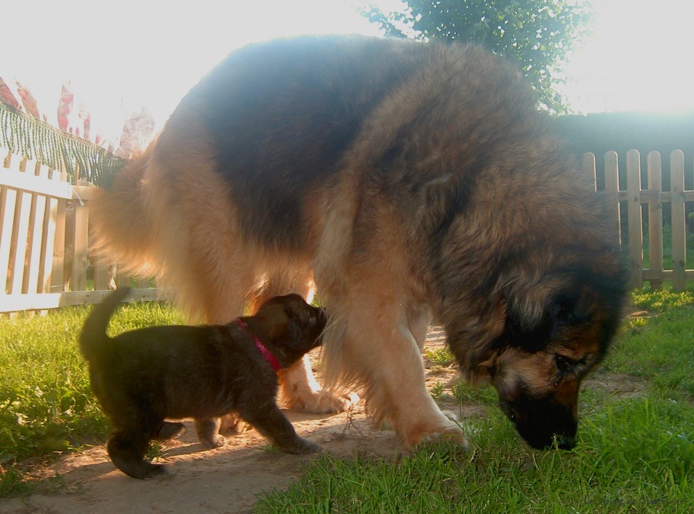 Leonberger des Neiges de Chantelouve