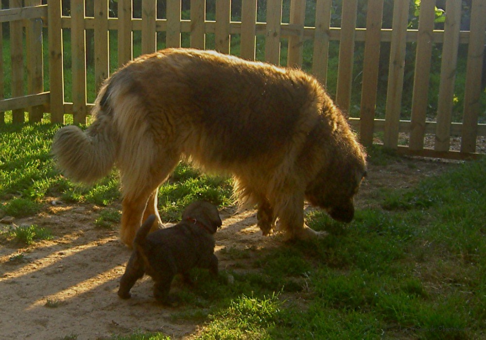 Leonberger des Neiges de Chantelouve