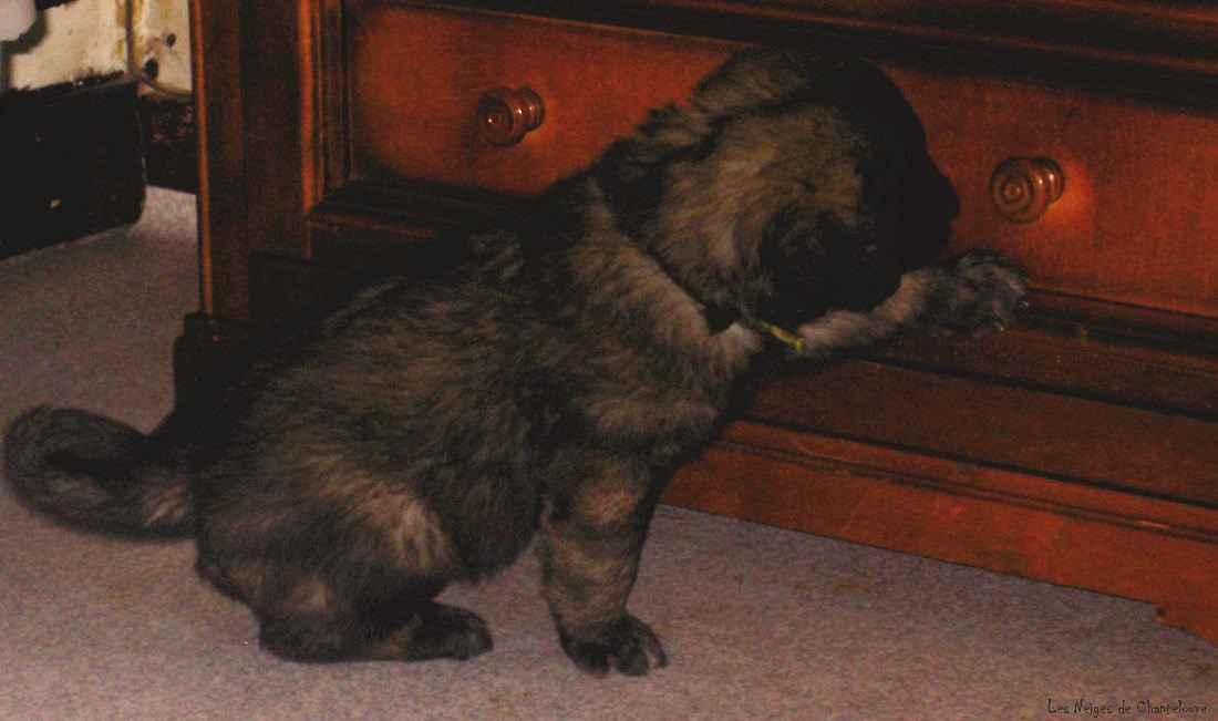 Leonberger des Neiges de Chantelouve