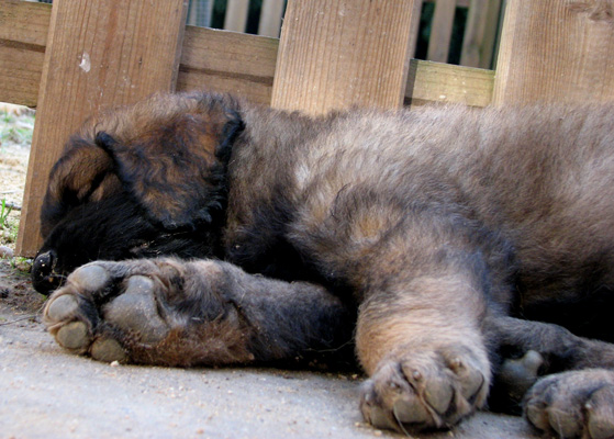 Leonberger des Neiges de Chantelouve