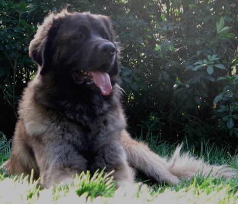 Leonberg des Neiges de Chantelouve