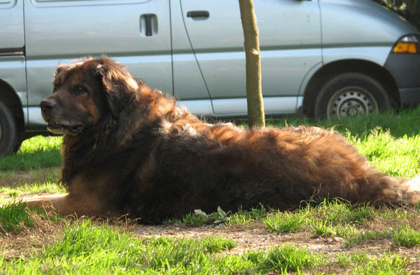 Leonberger des Neiges de Chantelouve