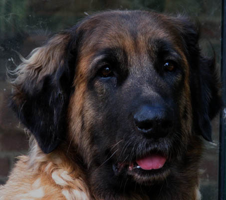 Leonberger des Neiges de Chantelouve