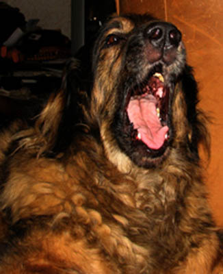 Leonberger des Neiges de Chantelouve