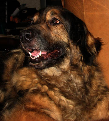 Leonberger des Neiges de Chantelouve