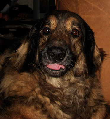 Leonberger des Neiges de Chantelouve