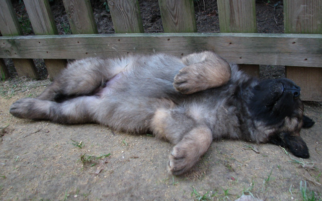 Leonberger des Neiges de Chantelouve