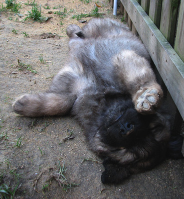 Leonberger des Neiges de Chantelouve