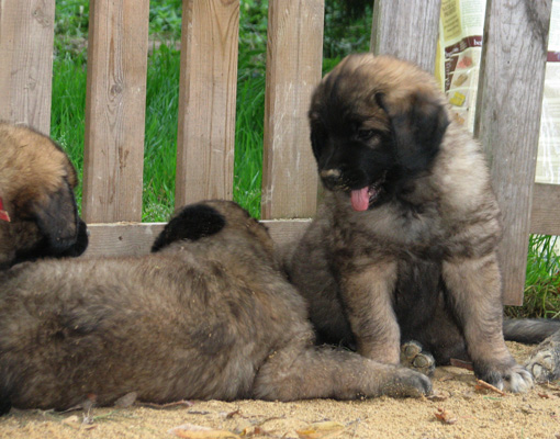 Leonberger des Neiges de Chantelouve