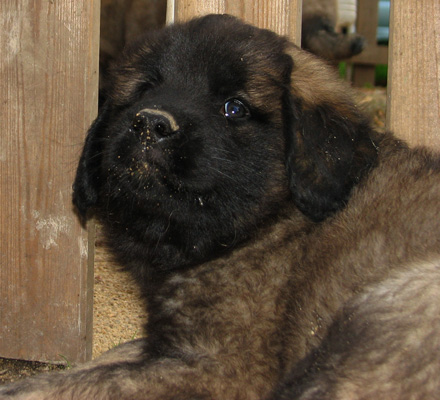 Leonberger des Neiges de Chantelouve