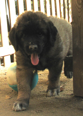 Leonberger des Neiges de Chantelouve