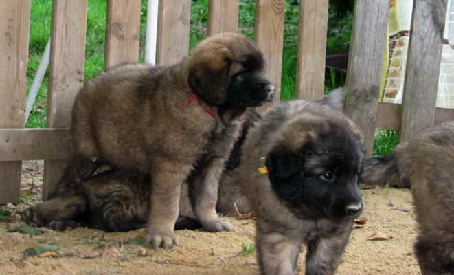 Leonberger des Neiges de Chantelouve