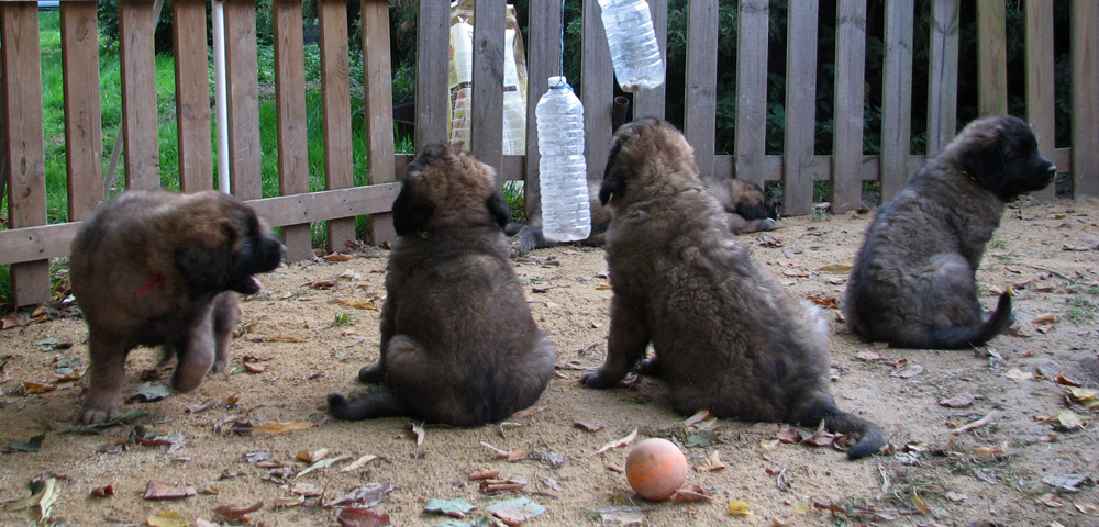 Leonberger des Neiges de Chantelouve