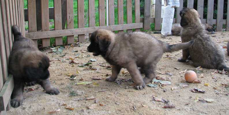 Leonberger des Neiges de Chantelouve