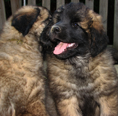 Leonberger des Neiges de Chantelouve