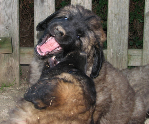 Leonberger des Neiges de Chantelouve