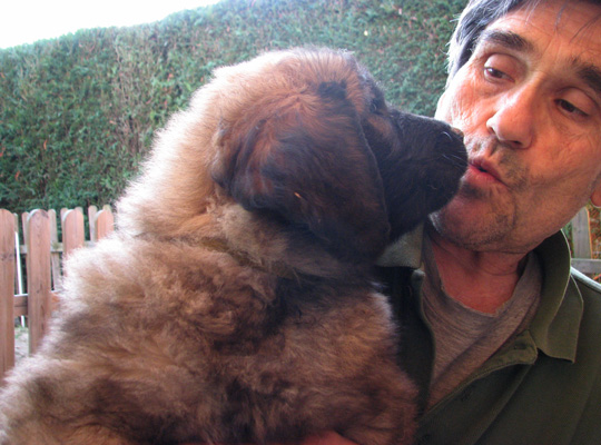 Leonberger des Neiges de Chantelouve