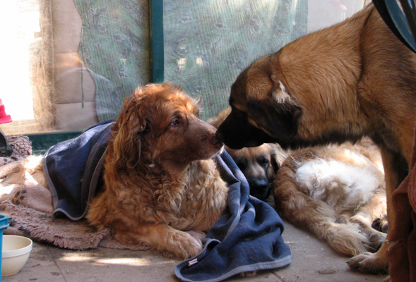 Leonberger des Neiges de Chantelouve