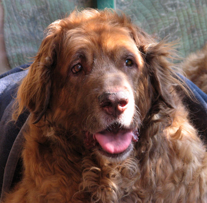 Leonberger des Neiges de Chantelouve