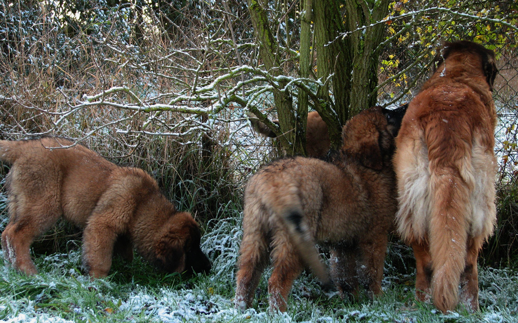 Leonberger des Neiges de Chantelouve