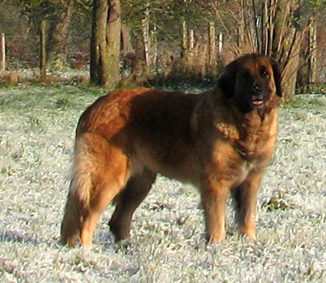 Leonberger des Neiges de Chantelouve