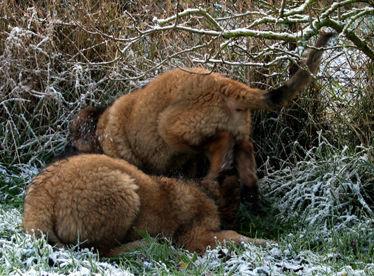 Leonberger des Neiges de Chantelouve