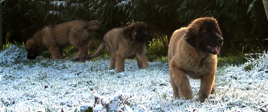 Leonberger des Neiges de Chantelouve