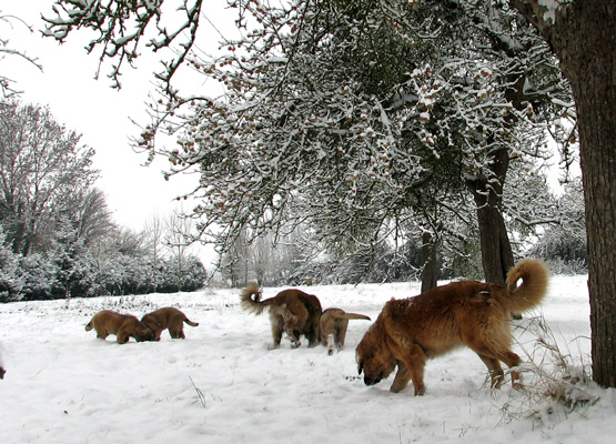 Leonberger des Neiges de Chantelouve