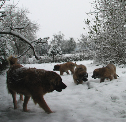 Leonberger des Neiges de Chantelouve