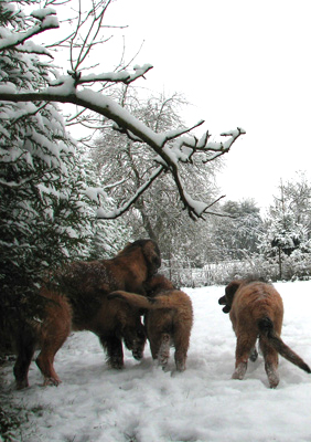 Leonberger des Neiges de Chantelouve