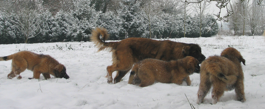 Leonberger des Neiges de Chantelouve