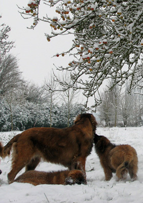 Leonberger des Neiges de Chantelouve