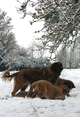 Leonberger des Neiges de Chantelouve