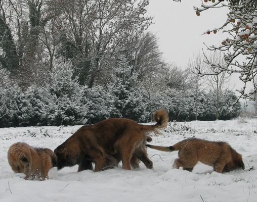 Leonberger des Neiges de Chantelouve