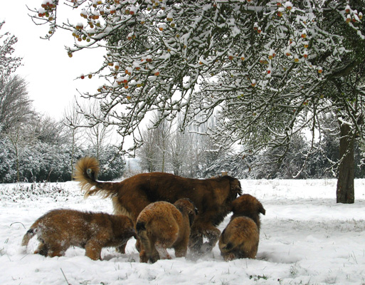 Leonberger des Neiges de Chantelouve