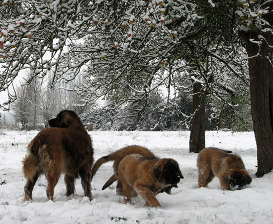 Leonberger des Neiges de Chantelouve