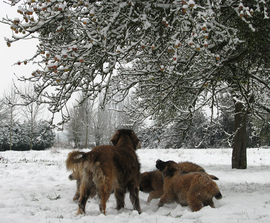 Leonberger des Neiges de Chantelouve